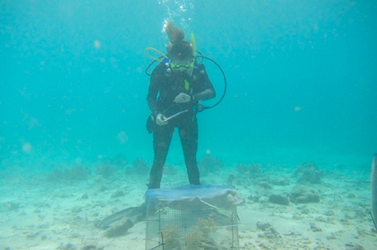 A diver monitoring a cage with differnt reef structures in it.