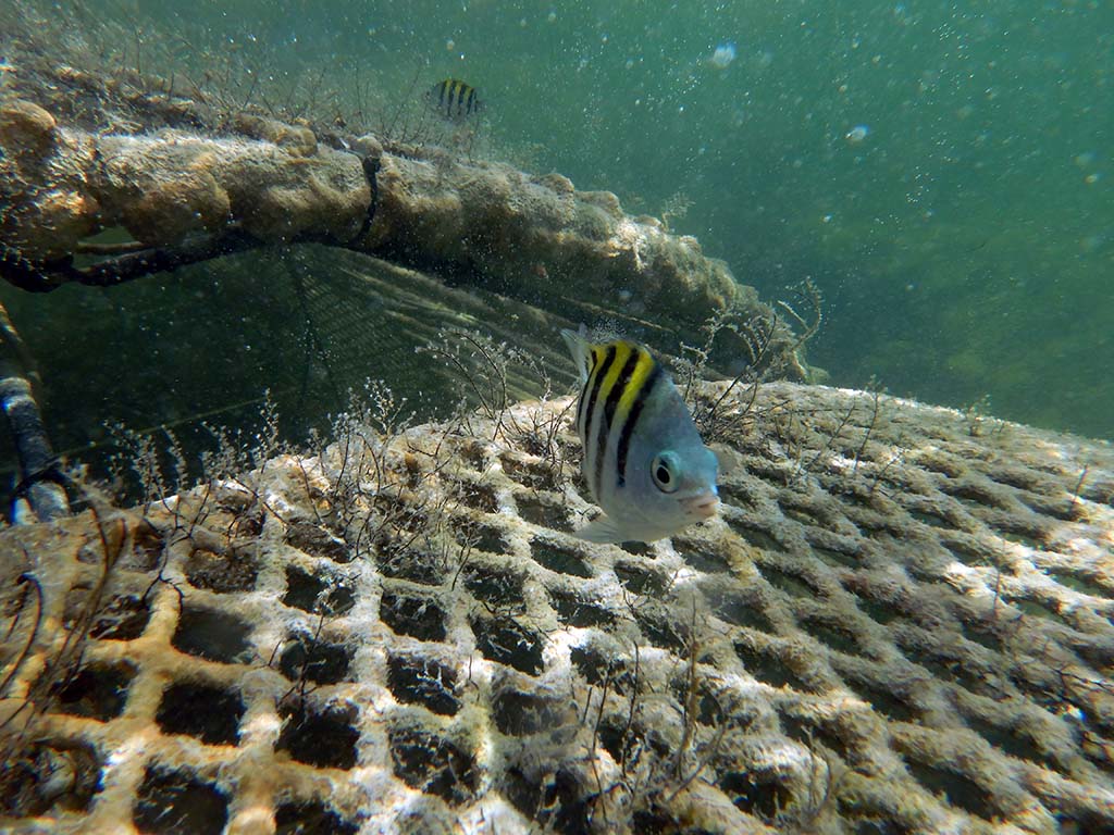 Fish above reef