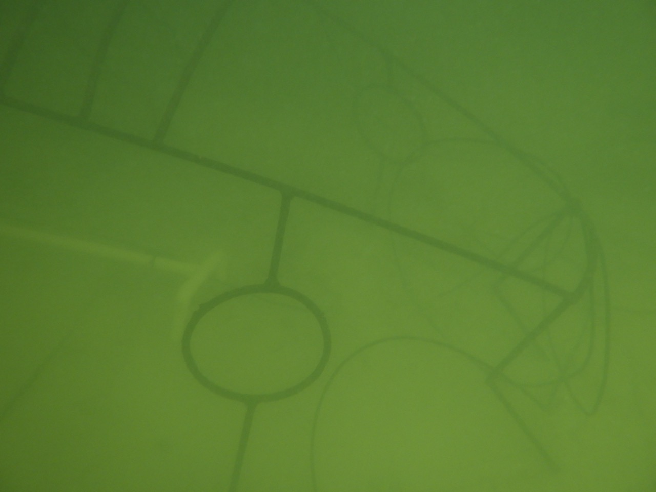 Underwater photo of shark